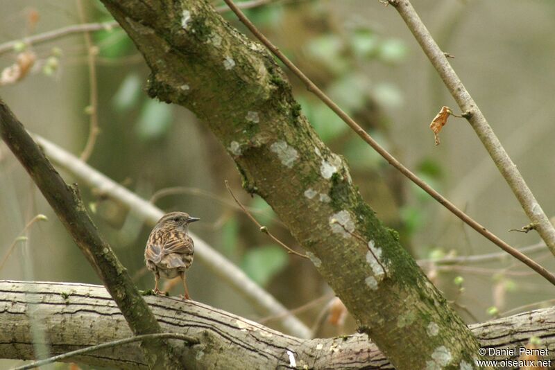 Accenteur mouchetadulte, identification