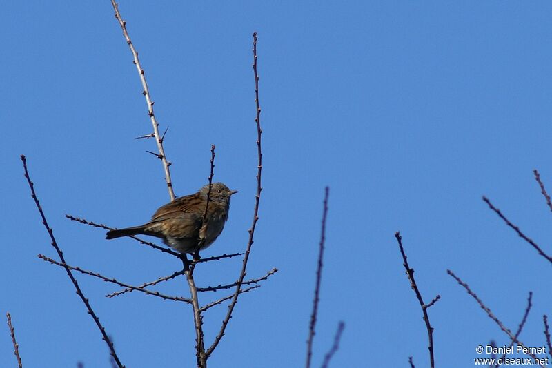 Accenteur mouchetadulte, identification