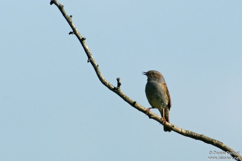 Dunnockadult, identification, song