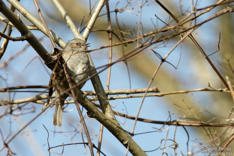 Dunnockadult, identification, song