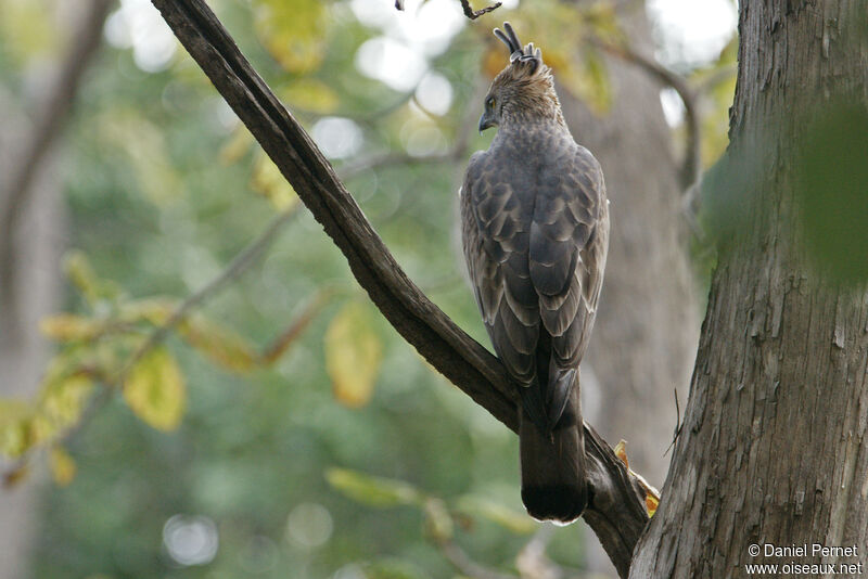 Aigle huppéadulte, identification