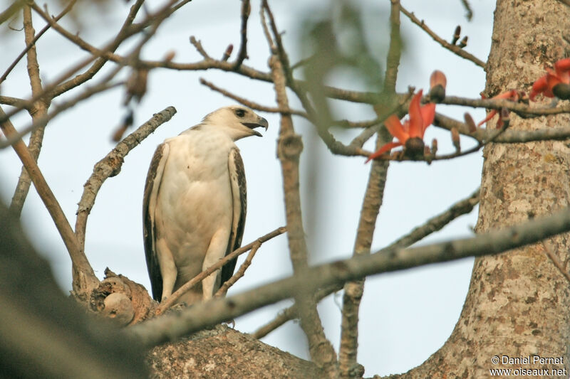 Changeable Hawk-Eaglesubadult, identification