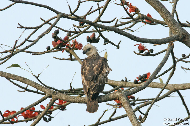 Aigle huppésubadulte, identification