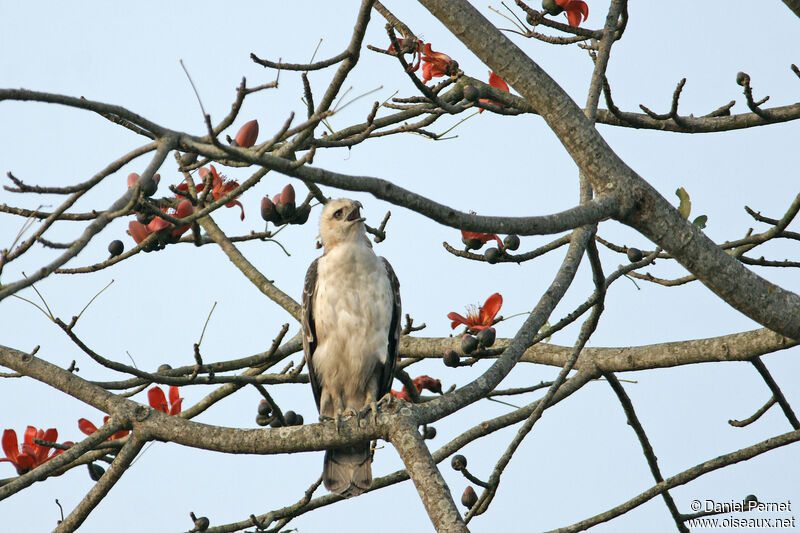 Changeable Hawk-Eaglesubadult, identification