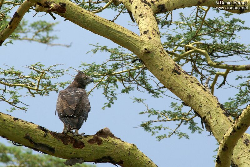 Aigle martialadulte, identification