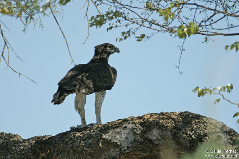 Aigle martialadulte, identification