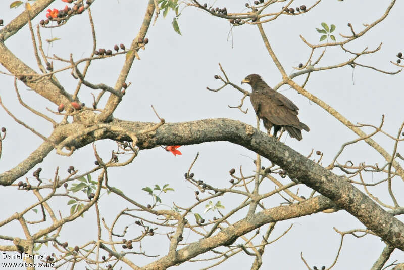 Black Eagleadult, identification