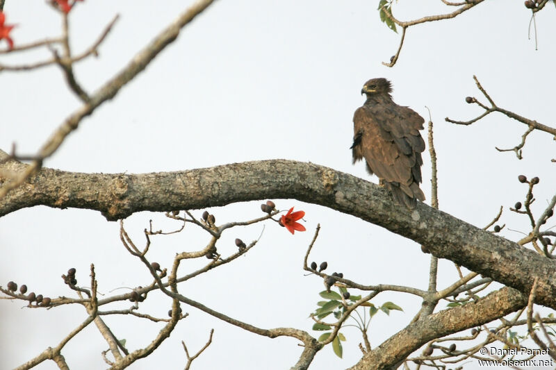 Aigle noiradulte, identification