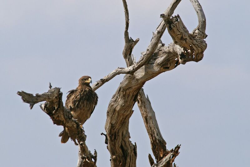 Aigle ravisseuradulte, identification