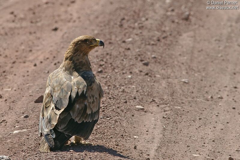 Aigle ravisseuradulte, identification