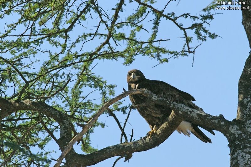 Tawny Eagleadult, identification