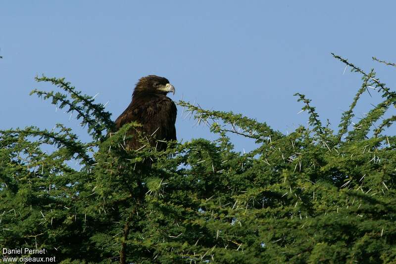 Aigle ravisseuradulte, portrait