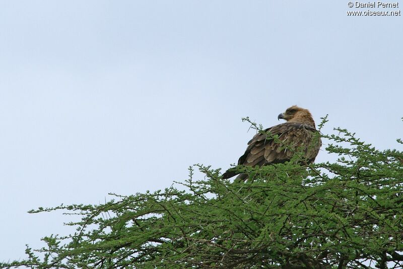 Aigle ravisseuradulte, identification