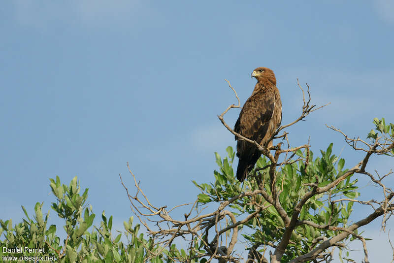 Tawny Eagleadult, habitat