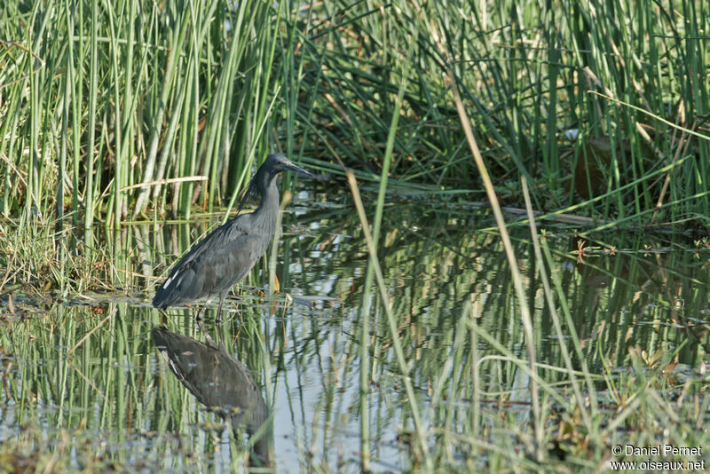 Black Heronadult, identification