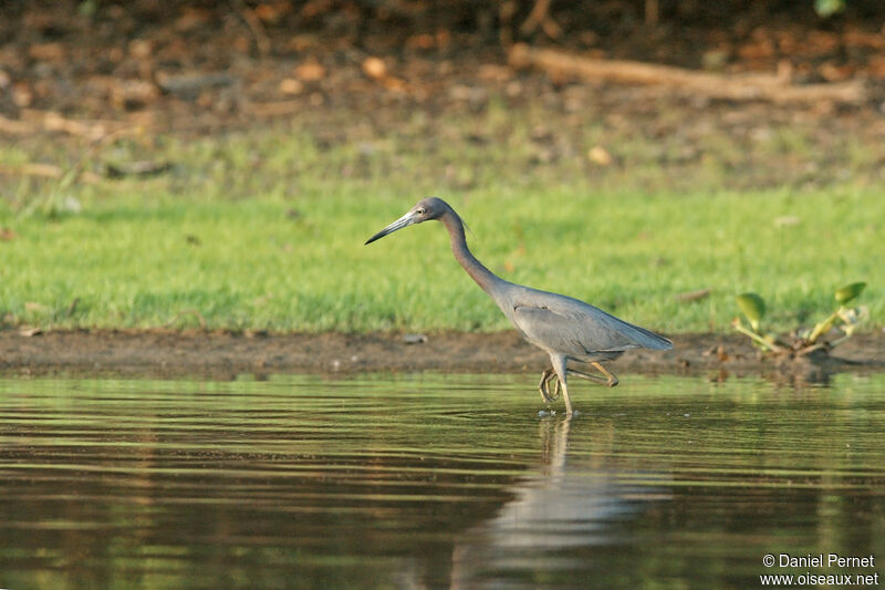 Aigrette bleueadulte, identification, Comportement