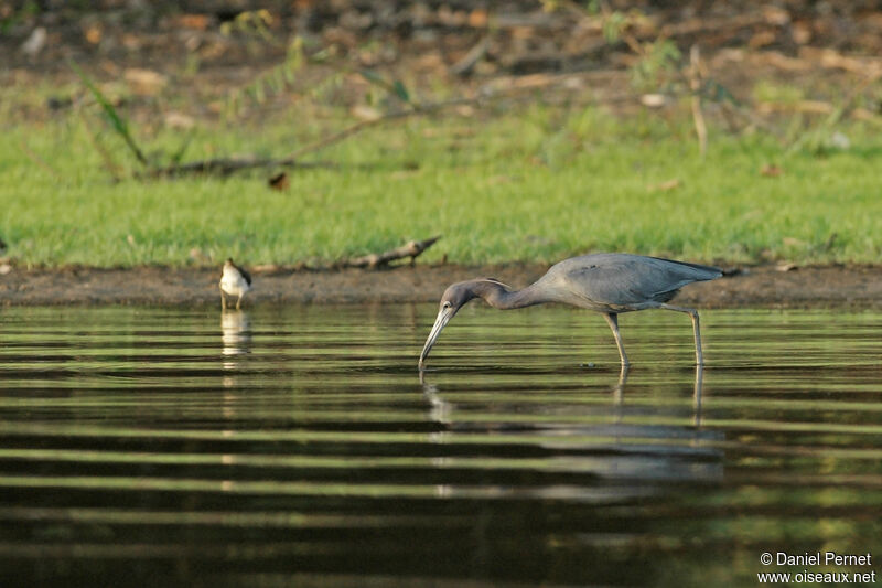 Aigrette bleueadulte, identification, Comportement