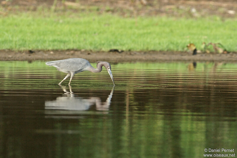 Aigrette bleueadulte, identification, Comportement