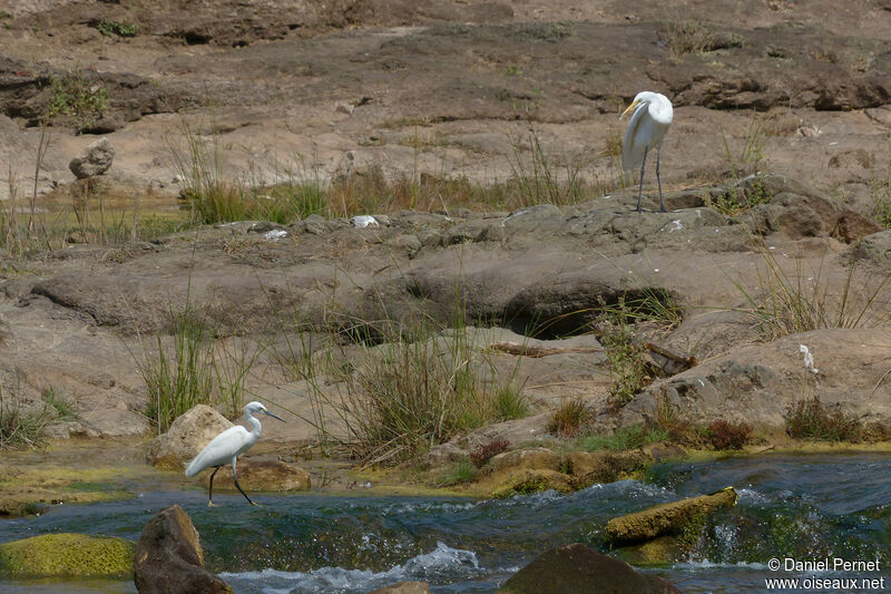 Aigrette des récifsadulte, marche