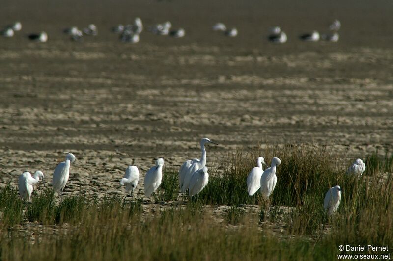 Aigrette garzetteadulte, identification, Comportement