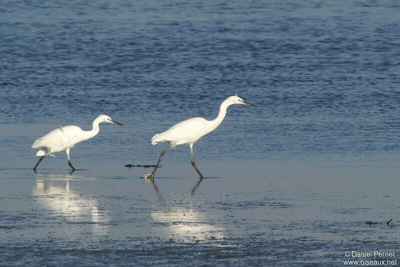 Little Egretadult, identification, Behaviour