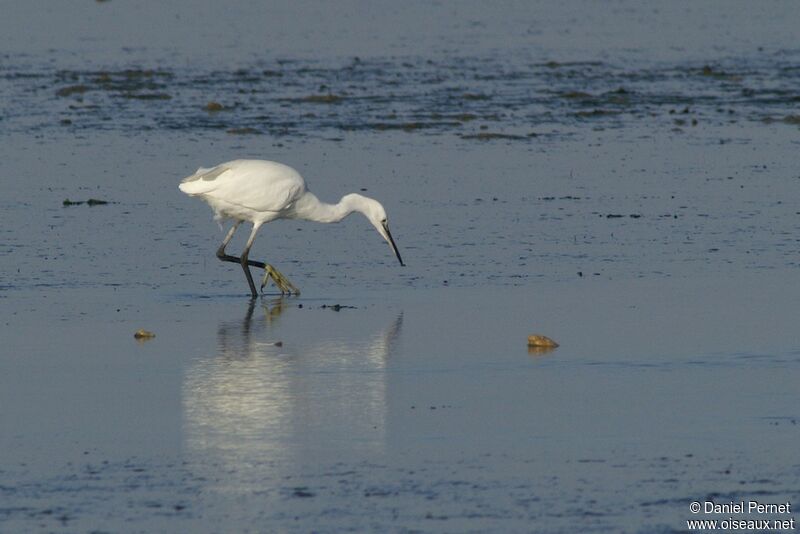 Aigrette garzetteadulte, Comportement