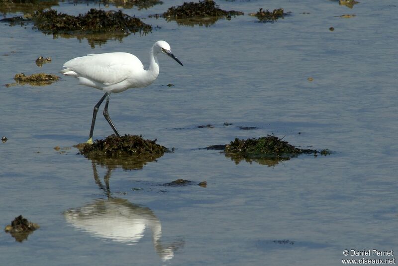 Aigrette garzetteadulte, identification