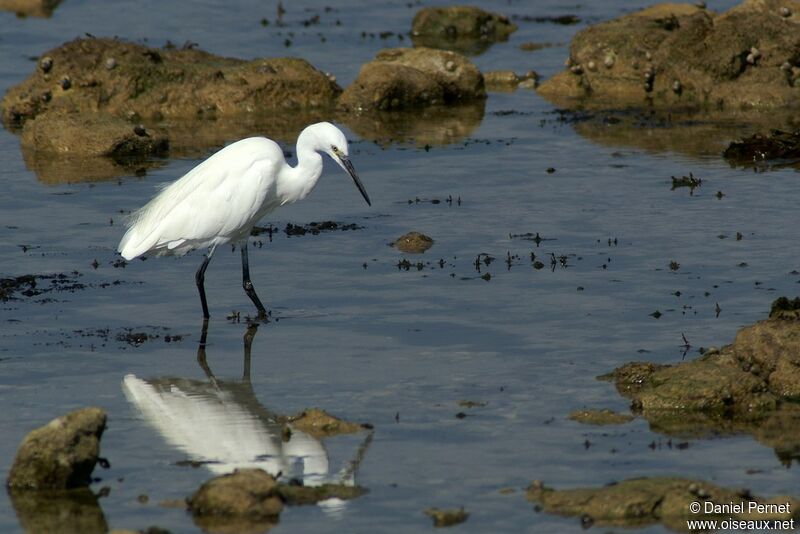 Aigrette garzetteadulte, identification, Comportement