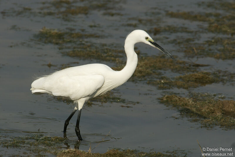 Little Egretadult, walking