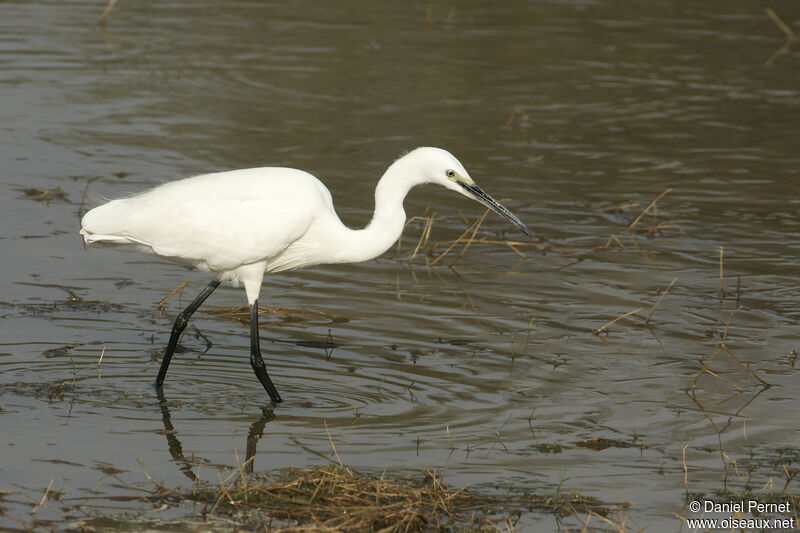 Aigrette garzetteadulte, marche