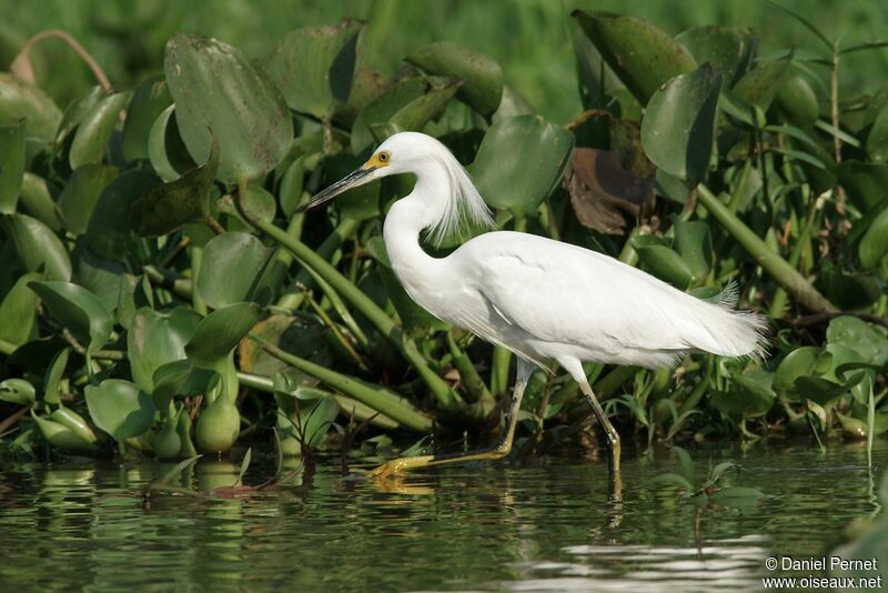 Snowy Egretadult, identification, Behaviour