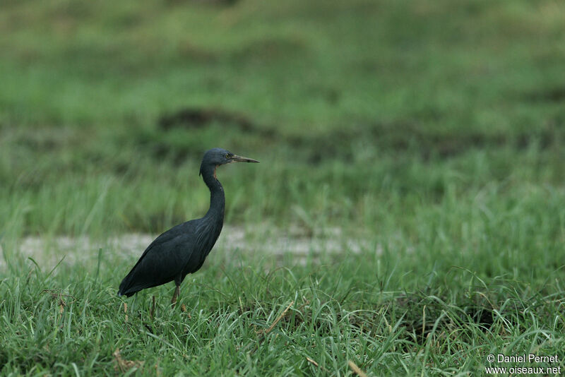 Slaty Egretadult, identification