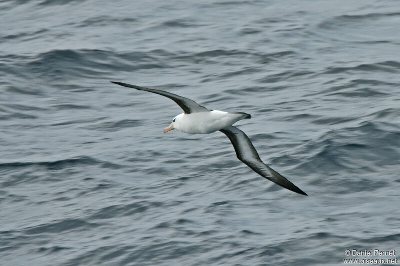 Albatros à sourcils noirsadulte, Vol