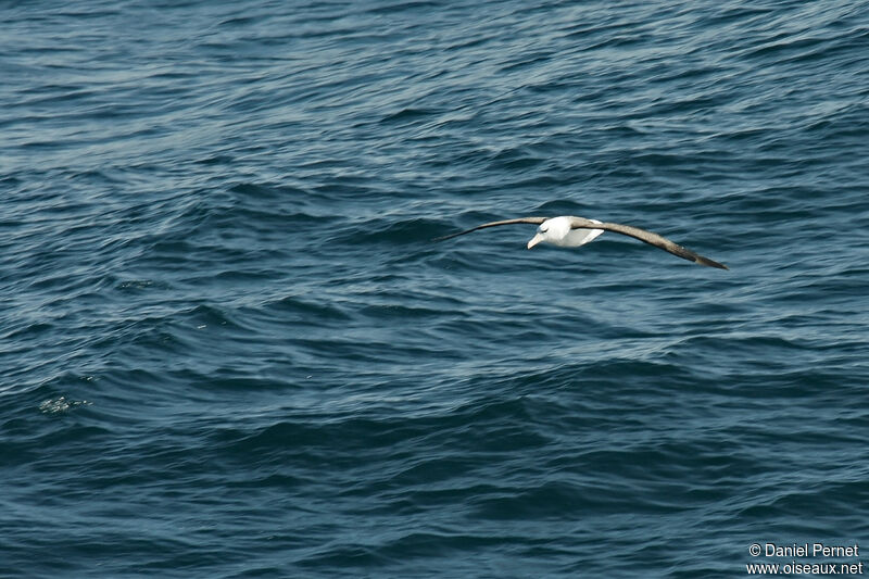 Black-browed Albatrossadult, Flight