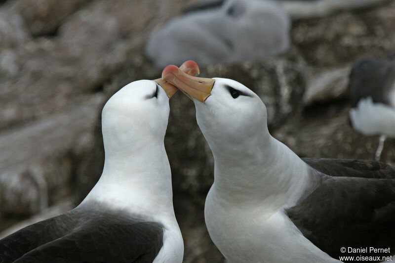 Black-browed Albatrossadult, courting display