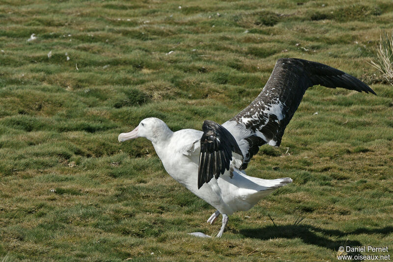 Albatros hurleuradulte, Vol