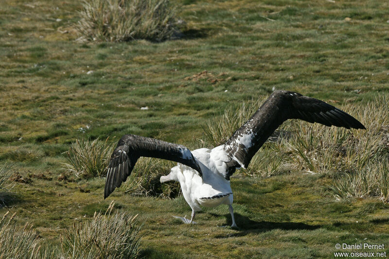 Snowy Albatrossadult, Flight