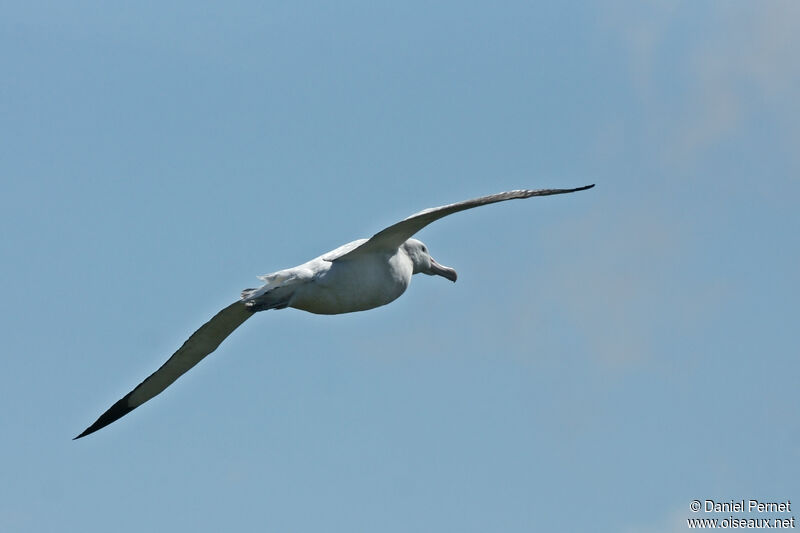 Snowy Albatrossadult, Flight