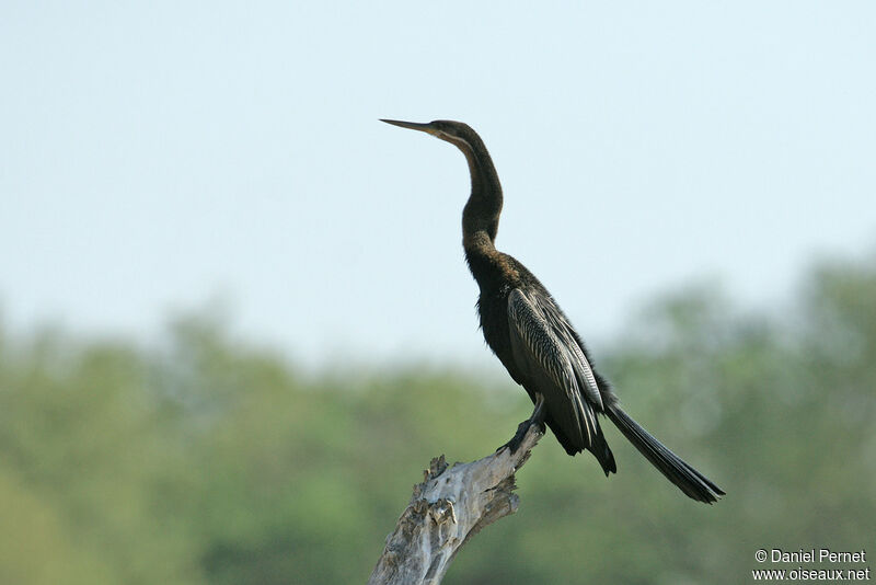 Anhinga d'Afrique mâle adulte