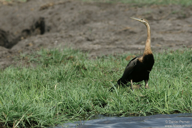 Anhinga d'Afrique femelle adulte, identification