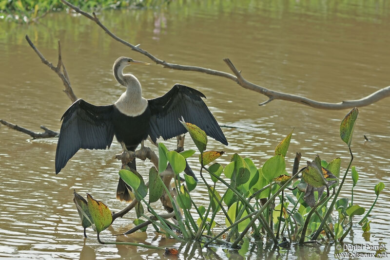 Anhinga d'Amérique femelle adulte, identification, Comportement