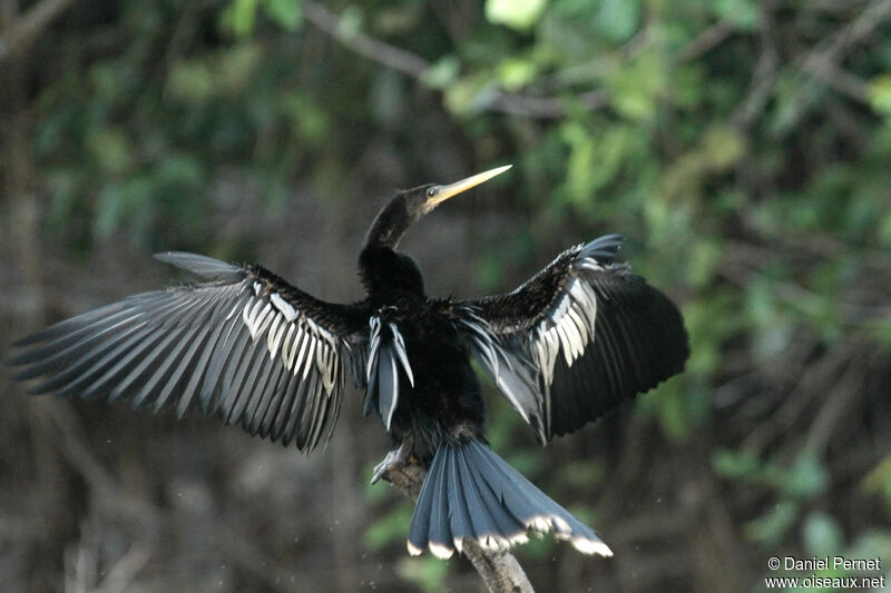 Anhinga d'Amérique mâle adulte, identification, Comportement