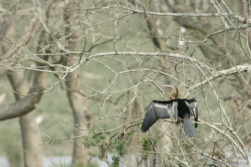 Anhinga rouxadulte, identification