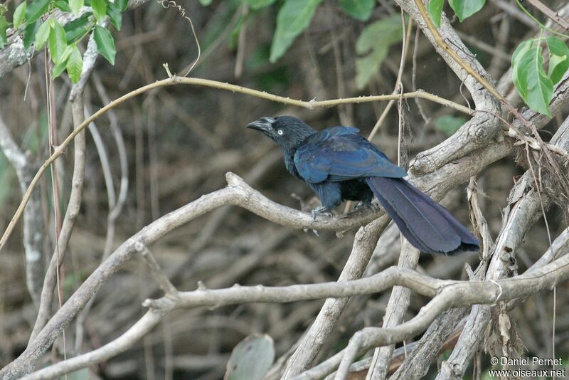 Ani des palétuviersadulte, identification