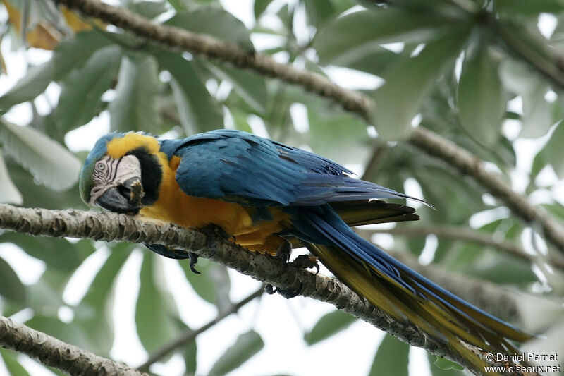 Blue-and-yellow Macawadult, identification, Behaviour