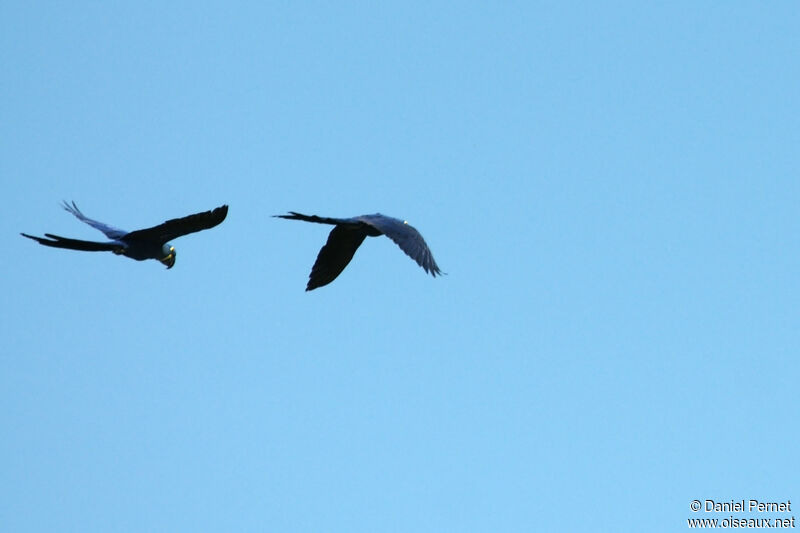 Hyacinth Macawadult, Flight