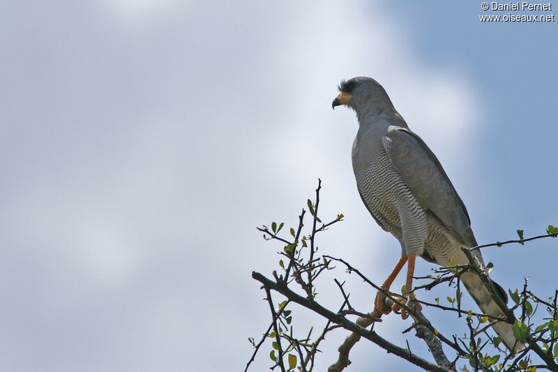 Eastern Chanting Goshawkadult, identification