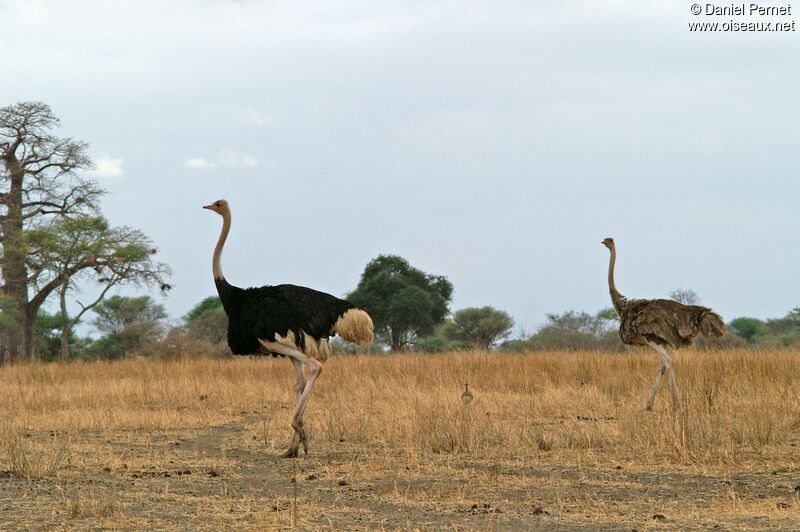 Autruche d'Afrique adulte, identification