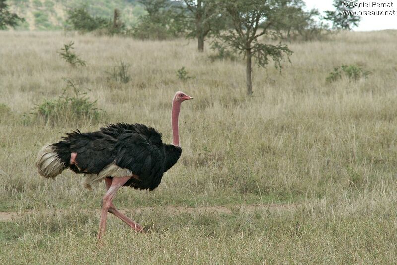 Autruche d'Afrique mâle adulte, identification