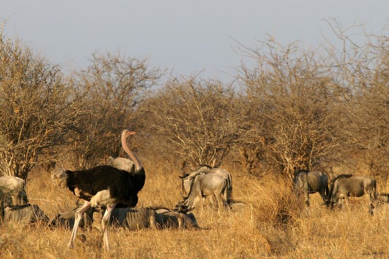 Autruche d'Afrique mâle adulte, identification